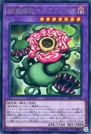 card_5513_