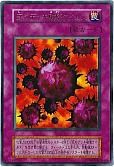 card_13257