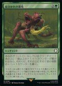 card_328183_series_207488_rarity_323476_