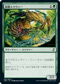 card306135-series181346-rarity323480
